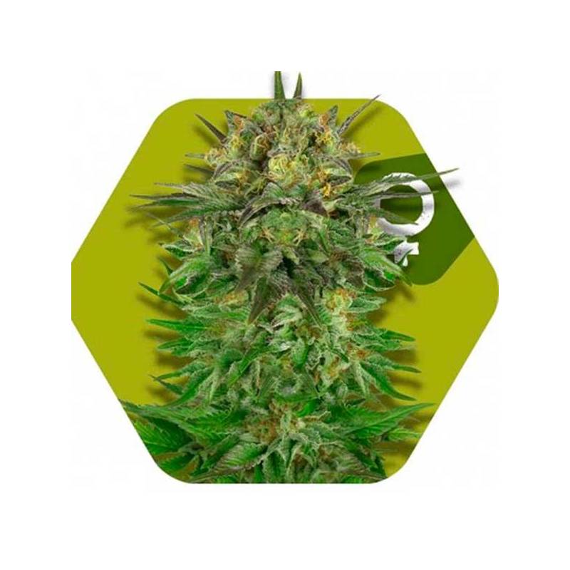 Blue Brilliant Feminizada de Zambeza Seeds