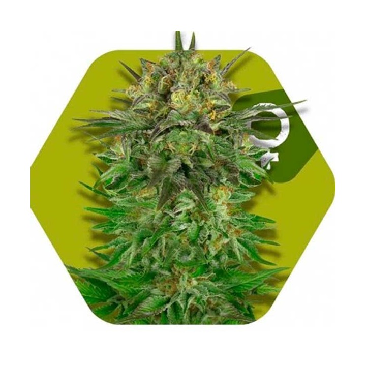 Blue Brilliant Feminizada de Zambeza Seeds