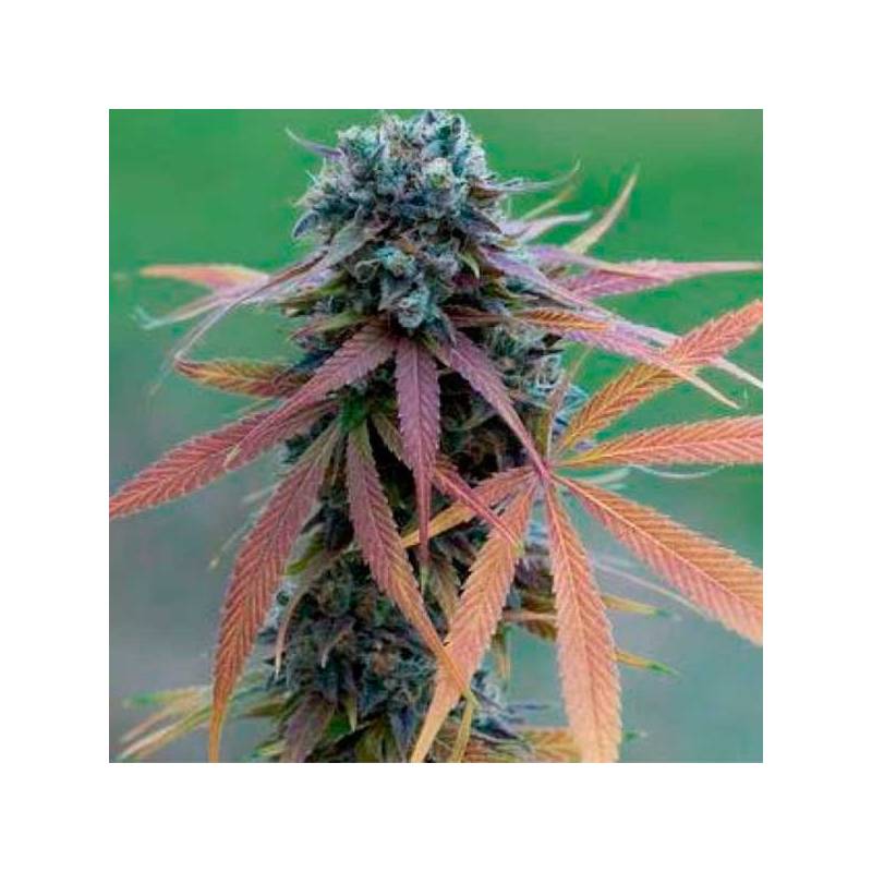 Blue Acid Autofloreciente Feminizada de Kalashnikov Seeds