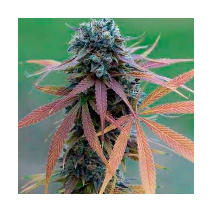 Blue Acid Autofloreciente Feminizada de Kalashnikov Seeds