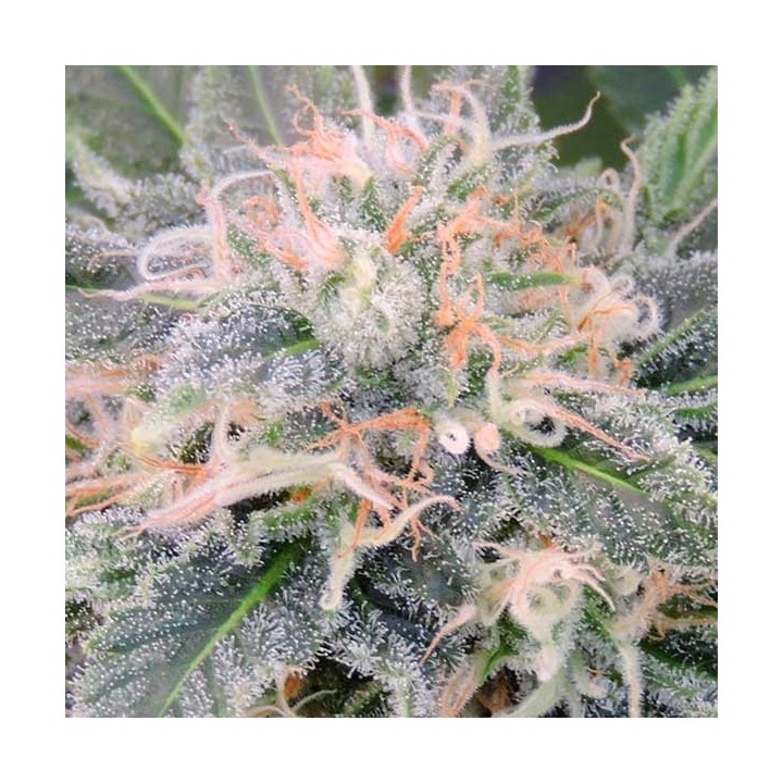 Black Jesus Og Feminizada de Dr Underground