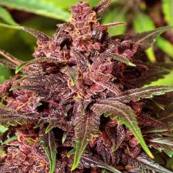 Black Haze Autofloreciente Feminizada de Exotic Seed