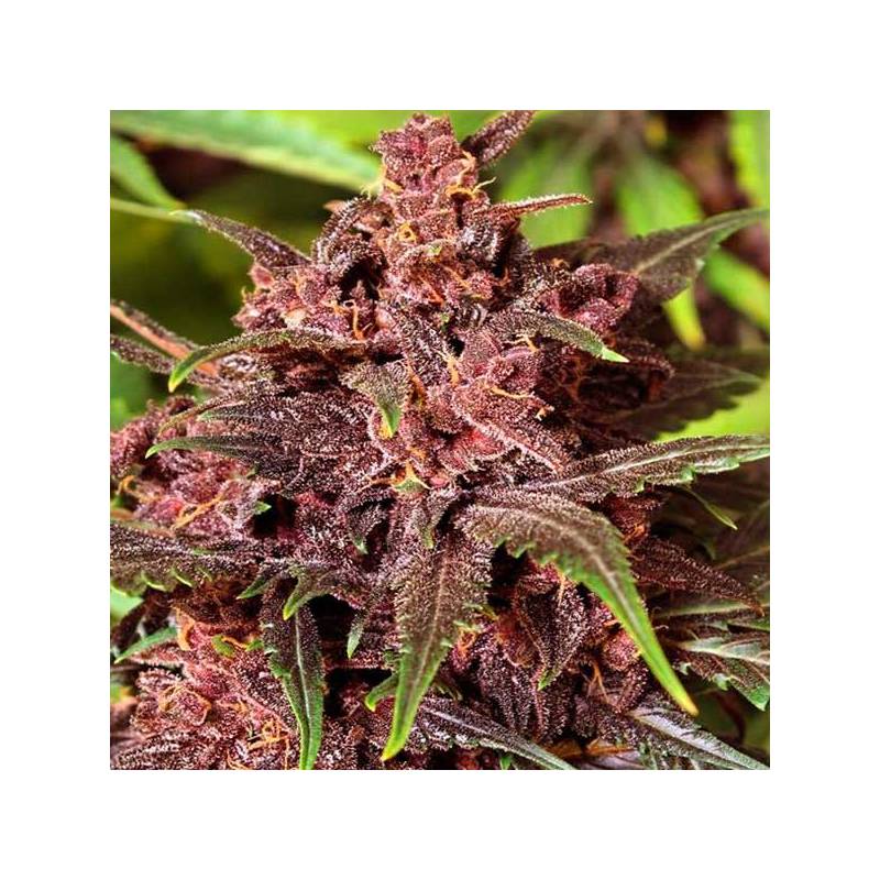 Black Haze Autofloreciente Feminizada de Exotic Seed