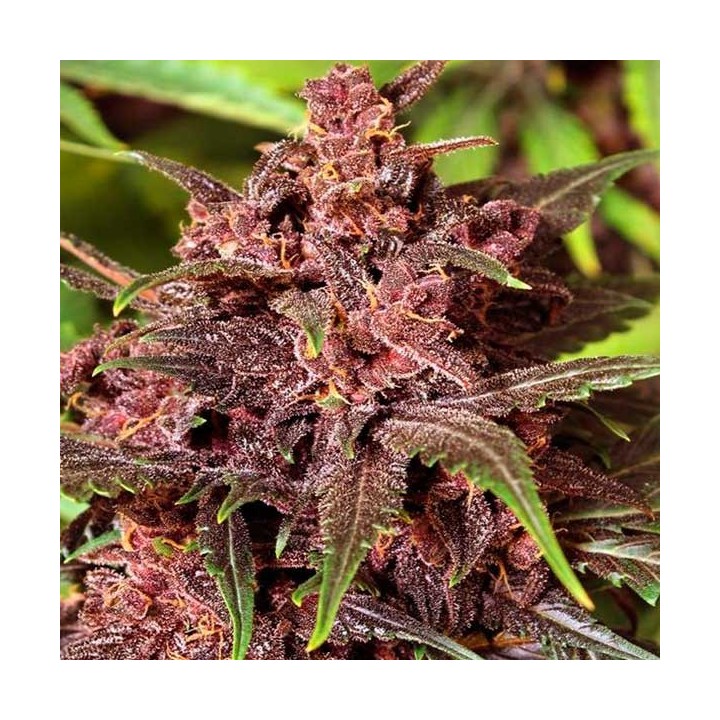 Black Haze Autofloreciente Feminizada de Exotic Seed