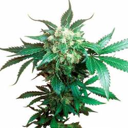 Black Domina Feminizada de Sensi Seeds