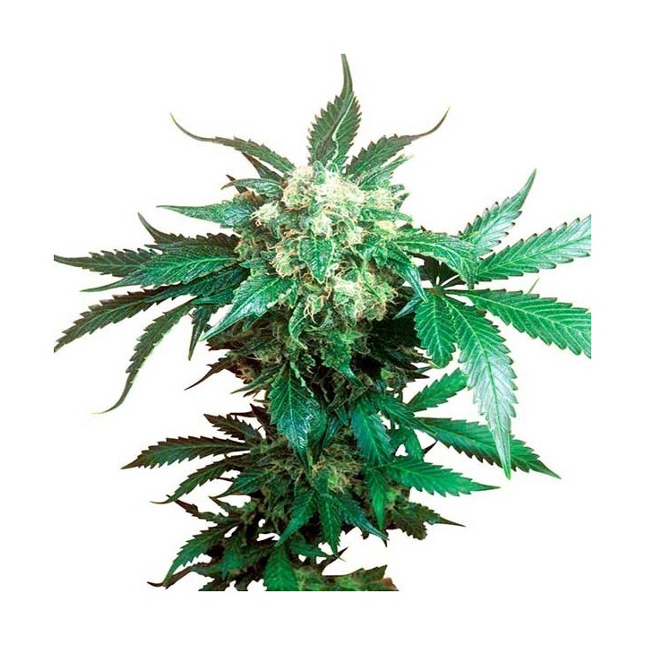 Black Domina Feminizada de Sensi Seeds