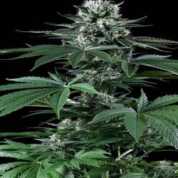 Critical Mass Feminizada de CBD Crew Seeds