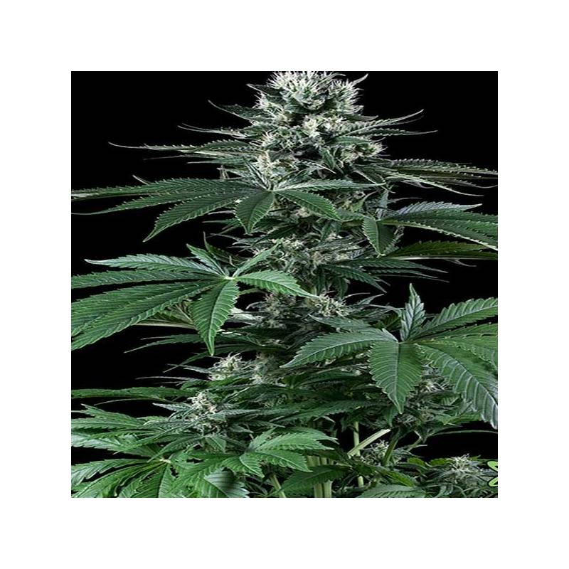 Critical Mass Feminizada de CBD Crew Seeds