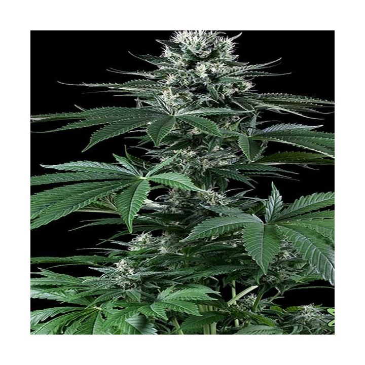 Critical Mass Feminizada de CBD Crew Seeds