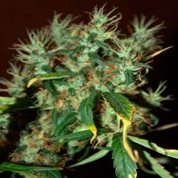 Mango Haze Feminizada de CBD Crew Seeds