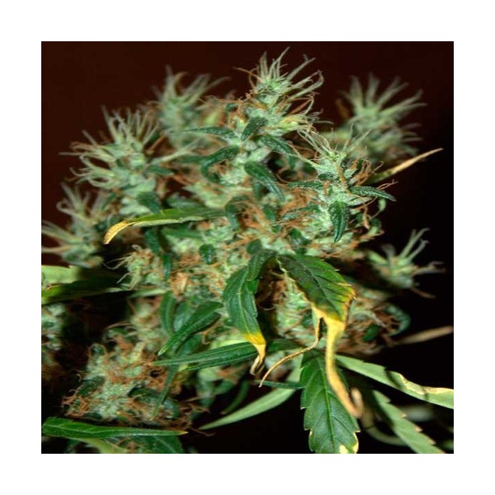 Mango Haze Feminizada de CBD Crew Seeds