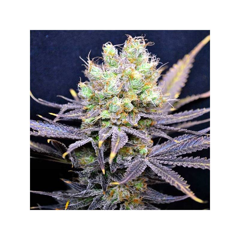 Nordle Feminizada Feminizada de CBD Crew Seeds