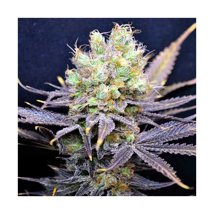 Nordle Feminizada Feminizada de CBD Crew Seeds