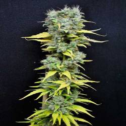 Skunk Haze Feminizada de CBD Crew Seeds