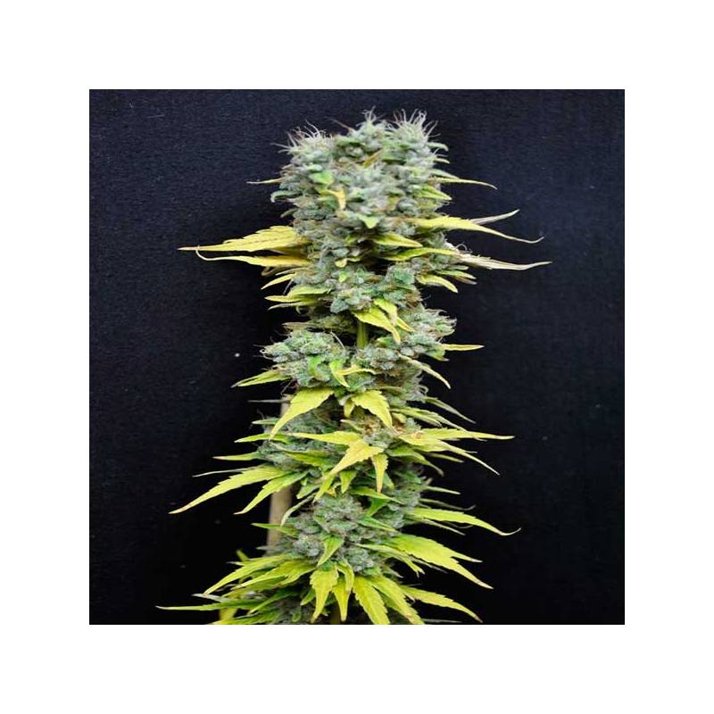 Skunk Haze Feminizada de CBD Crew Seeds