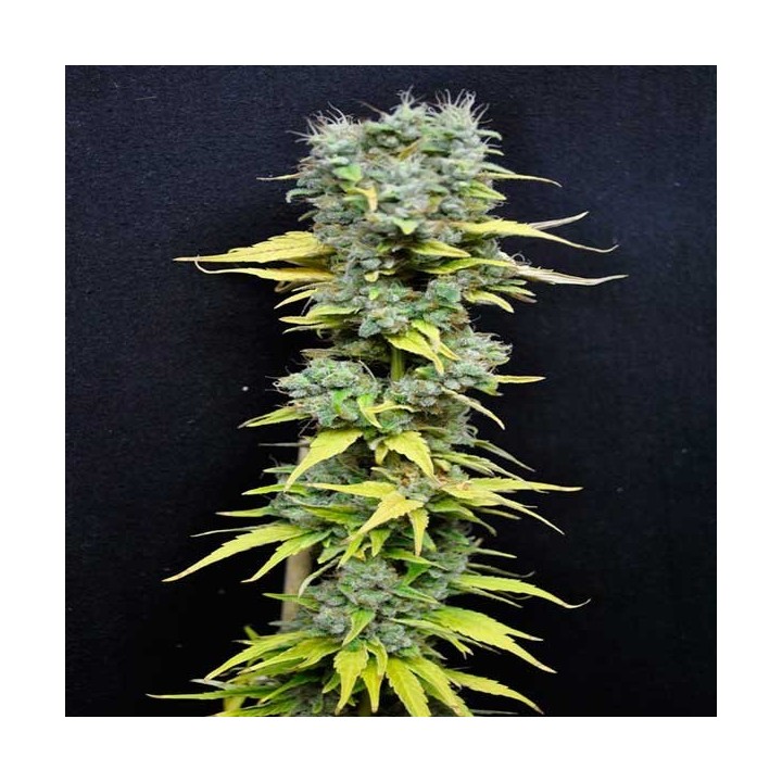 Skunk Haze Feminizada de CBD Crew Seeds