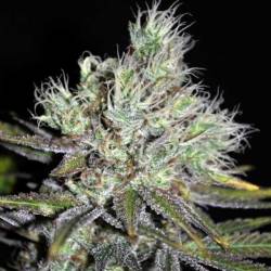 Sweet 'n Sour Widow Regular de CBD Crew Seeds