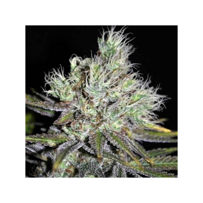 Sweet 'n Sour Widow Regular de CBD Crew Seeds