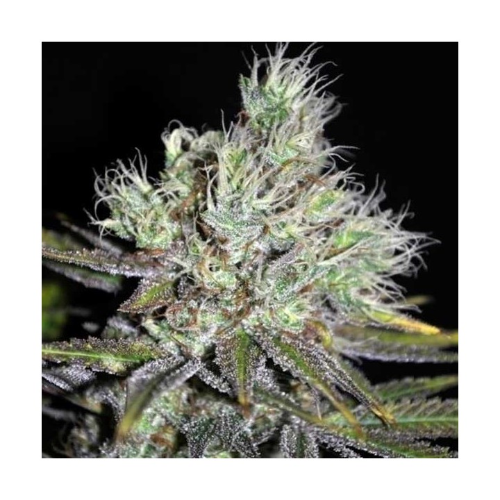 Sweet 'n Sour Widow Regular de CBD Crew Seeds