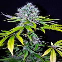 Yummy Feminizada Feminizada de CBD Crew Seeds