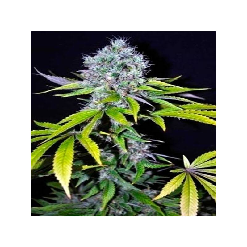 Yummy Feminizada Feminizada de CBD Crew Seeds