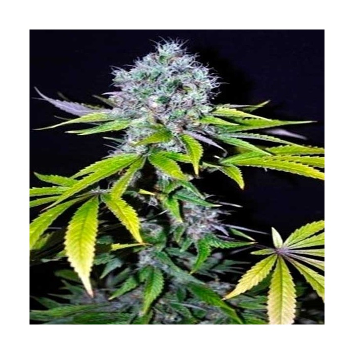 Yummy Feminizada Feminizada de CBD Crew Seeds