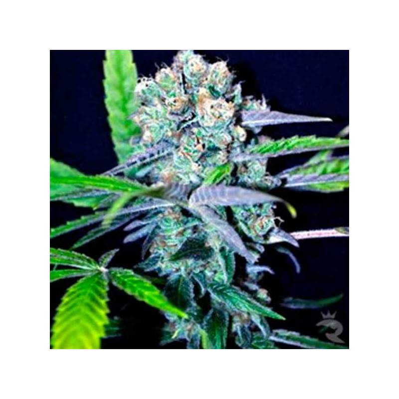 Indica Mix CBD Feminizada de CBD Crew Seeds