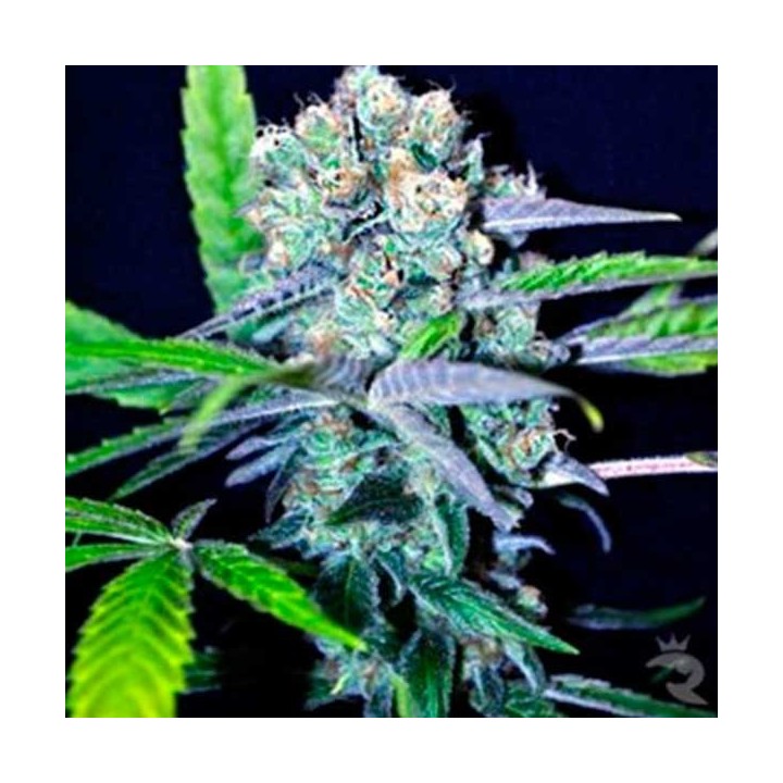 Indica Mix CBD Feminizada de CBD Crew Seeds