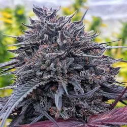 Black D.O.G. 100% Feminizada de Humboldt Seeds