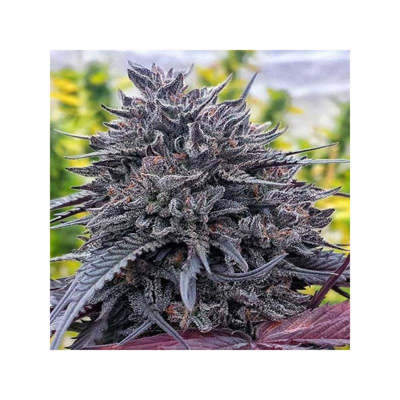 Black D.O.G. 100% Feminizada de Humboldt Seeds