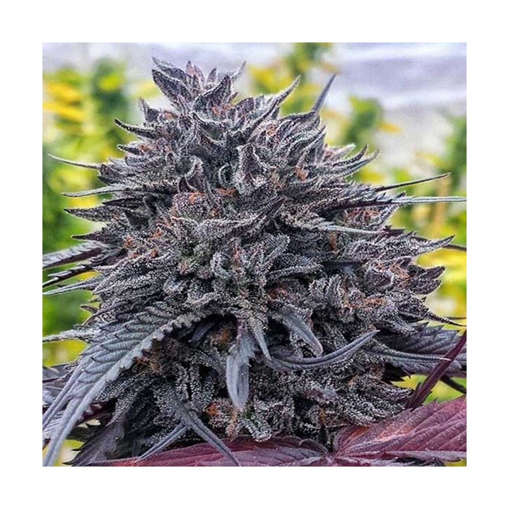 Black D.O.G. 100% Feminizada de Humboldt Seeds