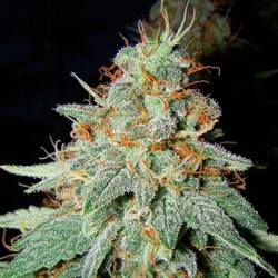 Black Cheese Feminizada de Big Buddha Seeds