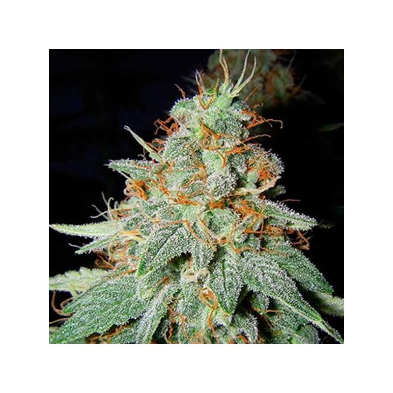 Black Cheese Feminizada de Big Buddha Seeds