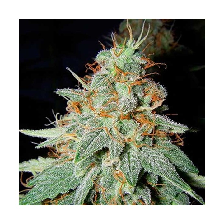 Black Cheese Feminizada de Big Buddha Seeds