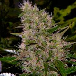 Biodiesel 2016 Fast Version Feminizada de Biological Seeds