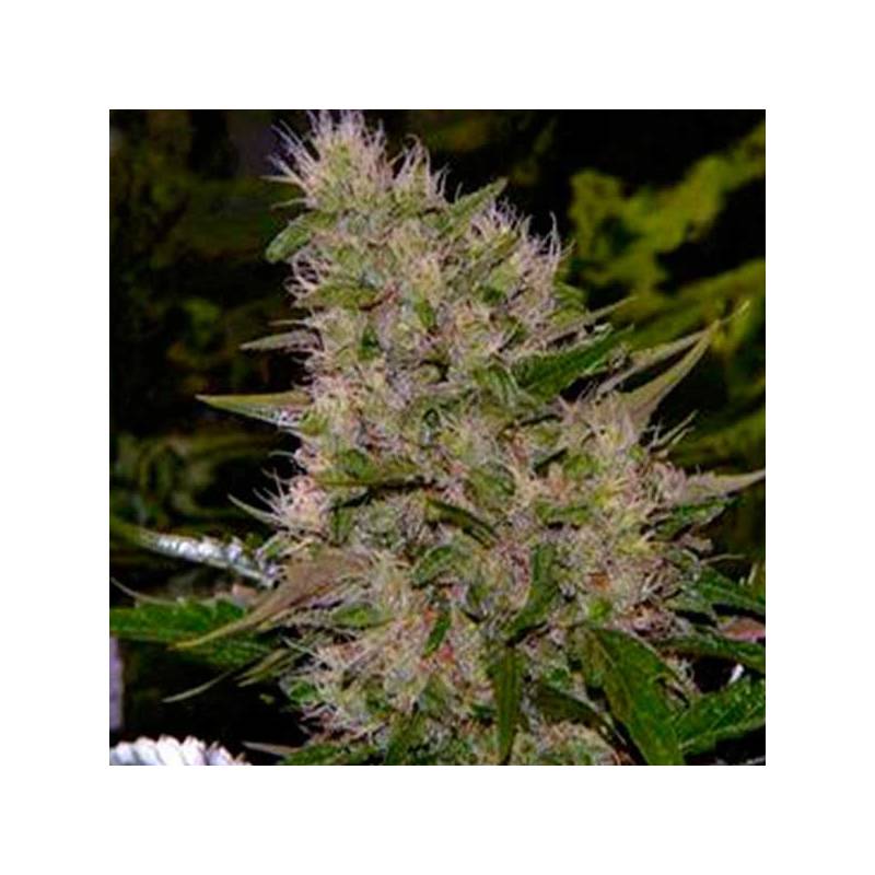 Biodiesel 2016 Fast Version Feminizada de Biological Seeds