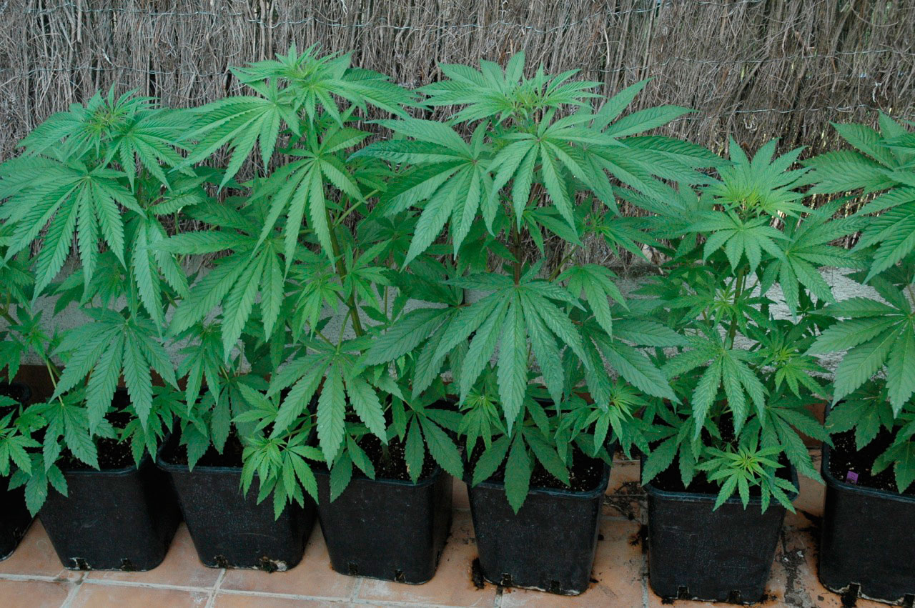 Cultivo de la marihuana en maceta - Blog cultivo marihuana