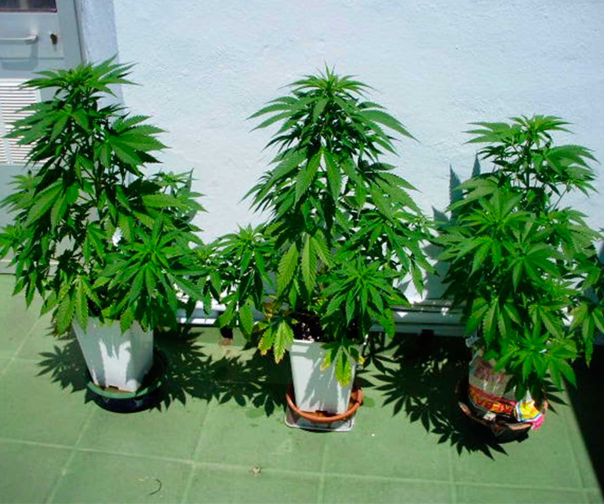 Como Cultivar Marihuana en Invierno - Blog cultivo marihuana