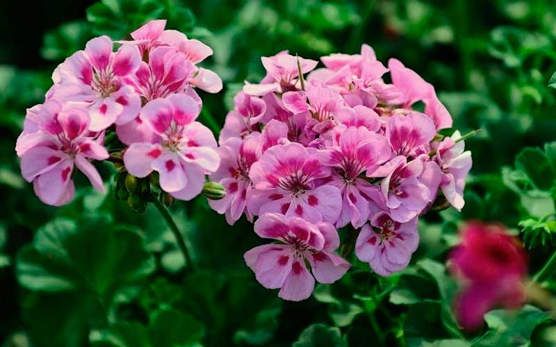 geraniums-marijuana-pests