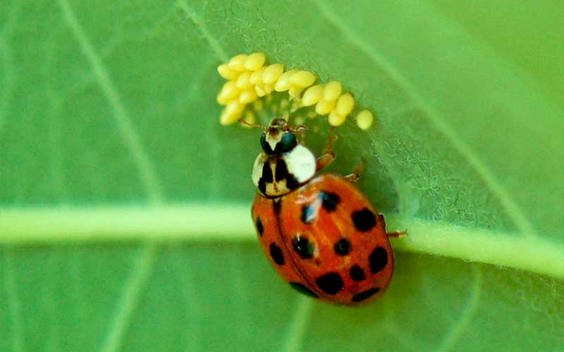 ladybugs-pest-control
