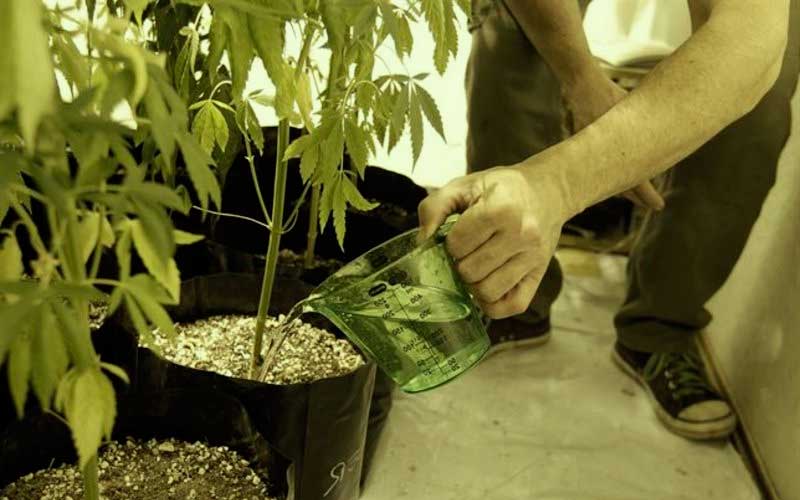 urine-plants-cannabis