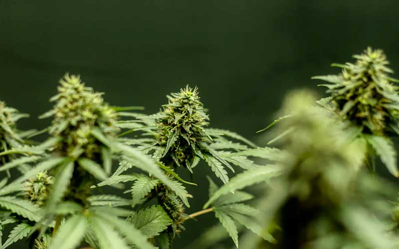 marijuana-mother-plant