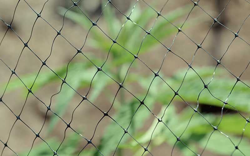 repellents-natural-pests-cannabis-fences-wire