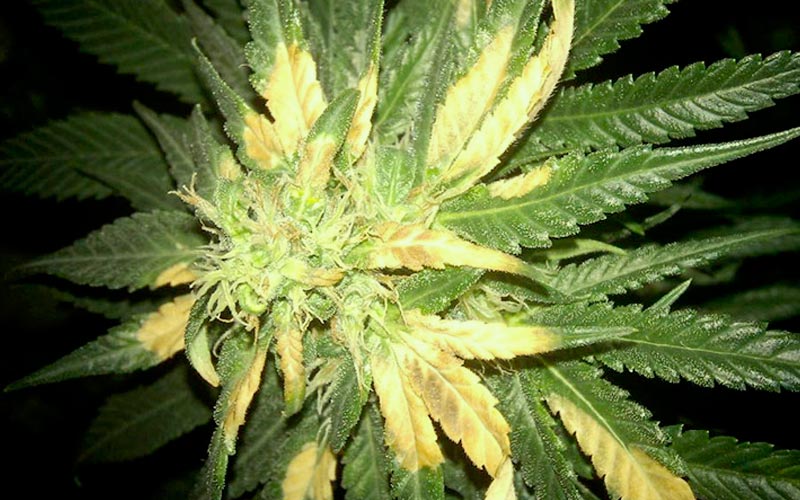 burn-excess-light-cannabis-plants