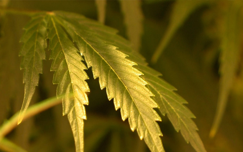 when-cutting-marijuana-leaves