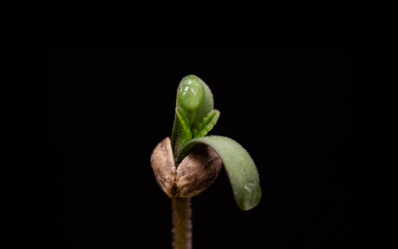bugs-germinate-seeds-cannabis-cotyledon