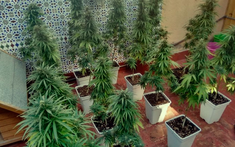 space-plants-cannabis