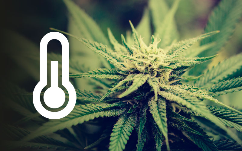 common-errors-flowering-phase-temperature