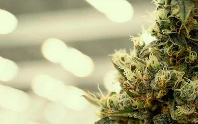 common-problems-in-flowering-lighting-phase