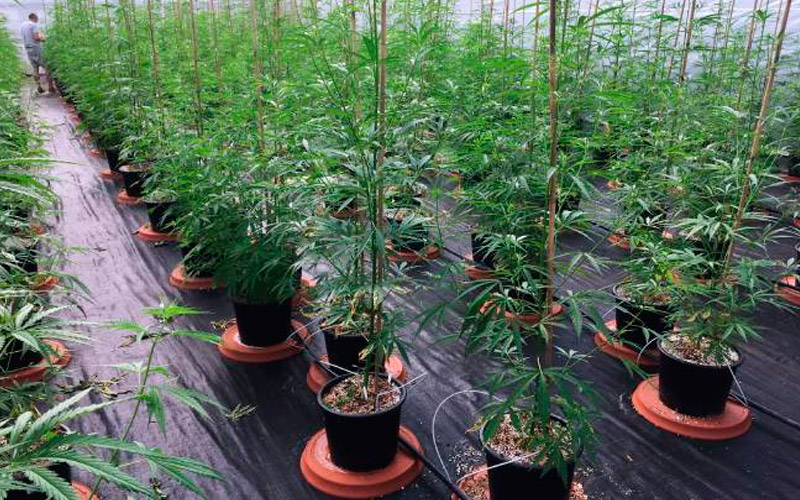 care-plants-cannabis